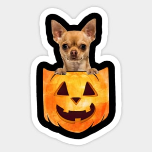 Tan Chihuahua Dog In Pumpkin Pocket Halloween Sticker